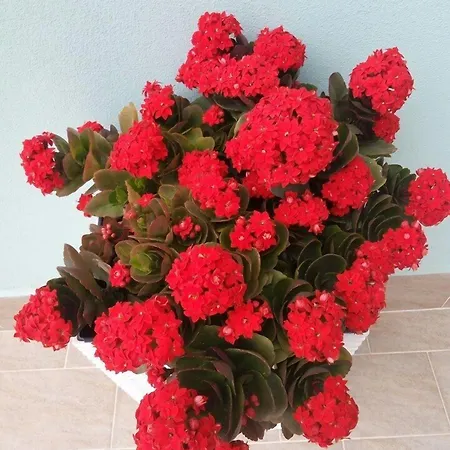 La Terrazza Sul Mare 3* Monterosso al Mare